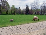 Wycieczka do ZOO 51