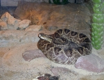 Wycieczka do ZOO 81