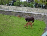 Wycieczka do ZOO 91