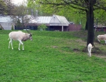 Wycieczka do ZOO 94