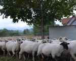 Zawoja 34
