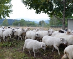 Zawoja 35